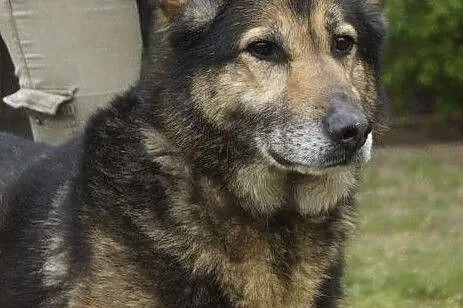 Duży, piękny pies w typie owczarka niemieckiego, Łask
