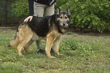 Duży, piękny pies w typie owczarka niemieckiego, Łask
