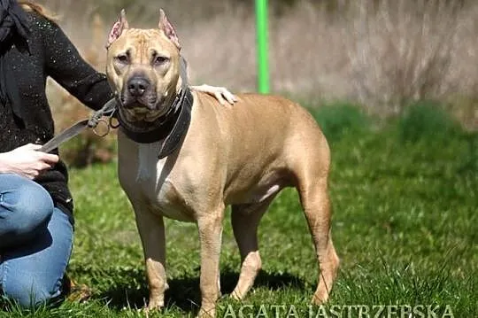 Tajson - piękny pies dla miłośników rasy :)