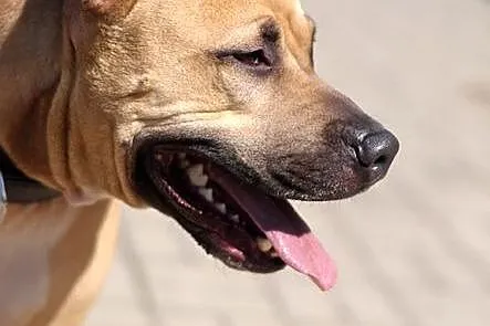 Tajson - piękny pies dla miłośników rasy :)
