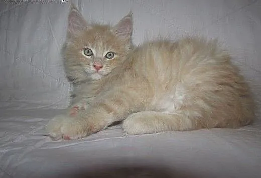 MAINE COON - kocięta FPL/FIFE, podkarpackie Przem
