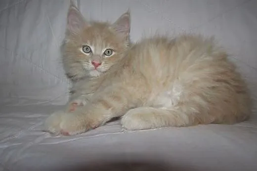 MAINE COON - kocięta FPL/FIFE,  podkarpackie Przem