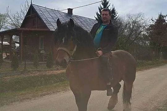 Stanowka ogier sztumski, Podlaskie, Czyżew