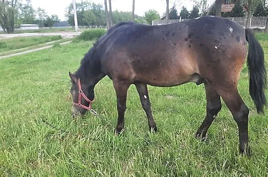 Sprzedam ogierka Rasa typ koń mały, , Brzeziny