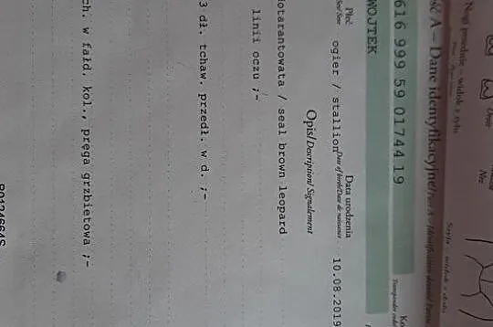 Sprzedam ogierka Rasa typ koń mały, , Brzeziny