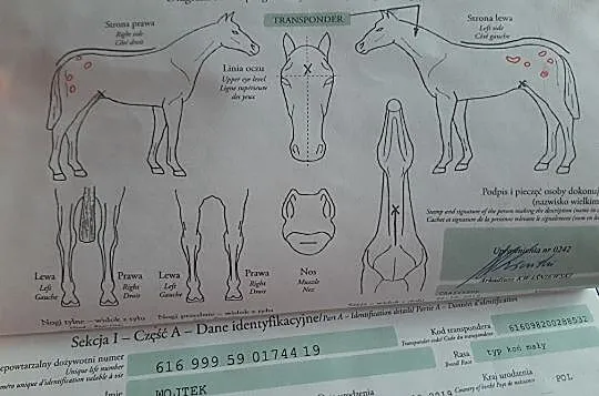 Sprzedam ogierka Rasa typ koń mały, , Brzeziny