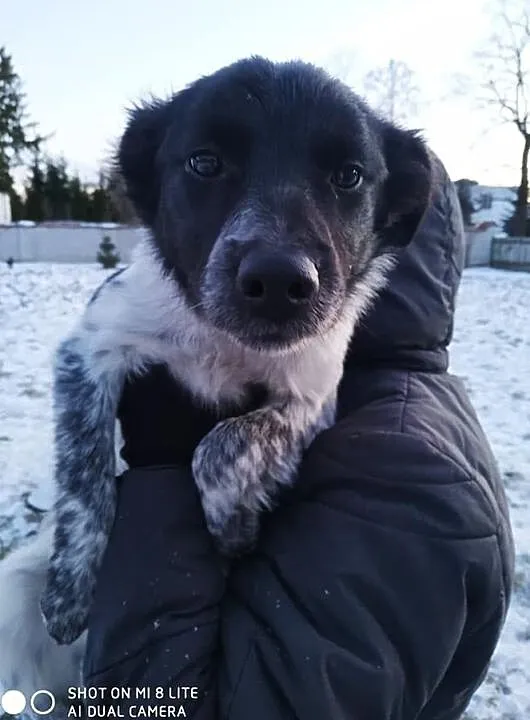 łatka za darmo sunia śliczna adopcja, Mazowieckie, Konstancin-Jeziorna
