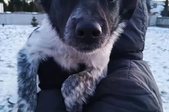 łatka za darmo sunia śliczna adopcja, Mazowieckie, Konstancin-Jeziorna
