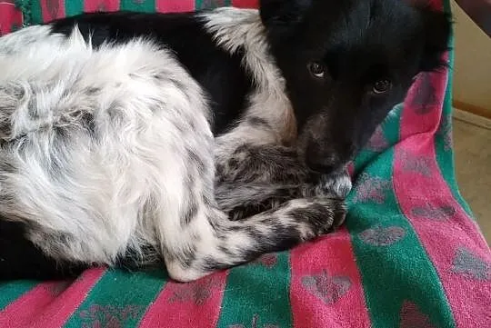 łatka za darmo sunia śliczna adopcja, Mazowieckie, Konstancin-Jeziorna