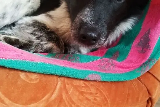 łatka za darmo sunia śliczna adopcja, Mazowieckie, Konstancin-Jeziorna