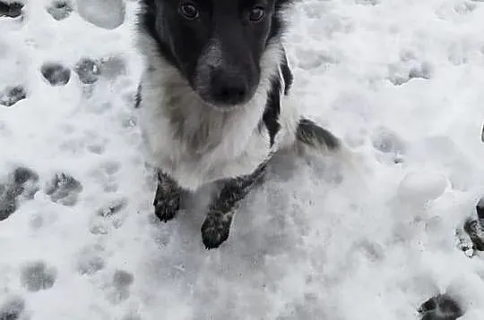 łatka za darmo sunia śliczna adopcja, Mazowieckie, Konstancin-Jeziorna