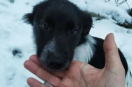 łatka za darmo sunia śliczna adopcja, Mazowieckie, Konstancin-Jeziorna