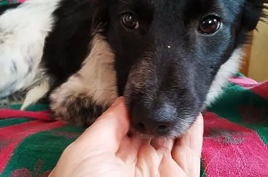 łatka za darmo sunia śliczna adopcja, Mazowieckie, Konstancin-Jeziorna