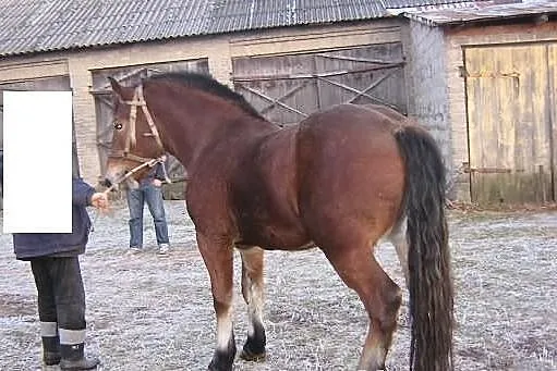 Klacz Zimnokrwista