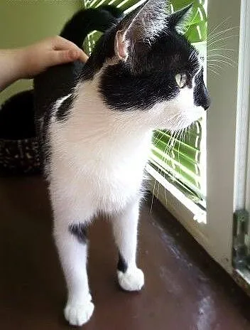 Kropka kicia ze Zduńskiej Woli poleca się do adopc