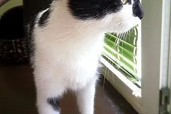Kropka kicia ze Zduńskiej Woli poleca się do adopc