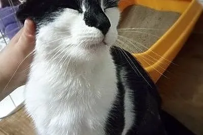 Kropka kicia ze Zduńskiej Woli poleca się do adopc
