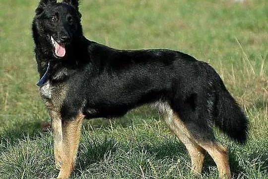 LUCKY - wyjątkowy pies dla wyjątkowego człowieka.