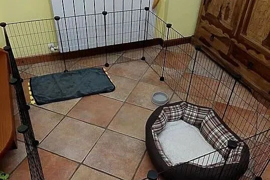 Solidny wybieg dla małych zwierząt kojec klatka odporna