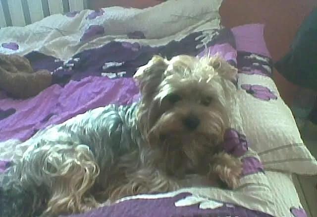 Yorkshire- Terrier, Reproduktor. Krycie!