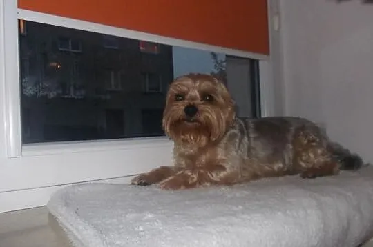 Yorkshire- Terrier, Reproduktor. Krycie!