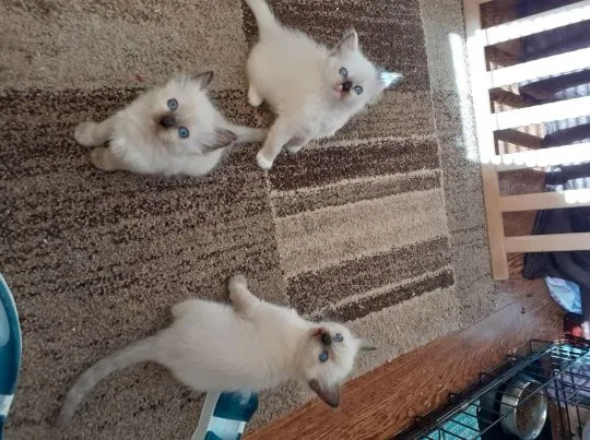 Dostępne kocięta rasy Ragdoll whatsapp +48782076170, , Kiełczów