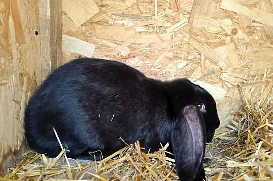 Króliki samice samce baran francuski, Podkarpackie, Lubatówka
