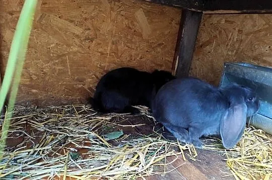 Króliki samice samce baran francuski, Podkarpackie, Lubatówka