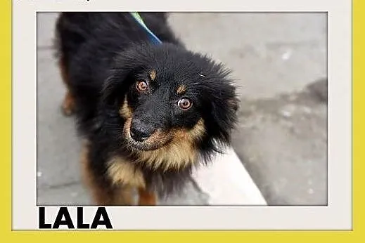 LALA,11 mies. szczeniak,średnia,tulaśna suczka płacze w schronisku.PILNY dom,  dolnośląskie Wrocław