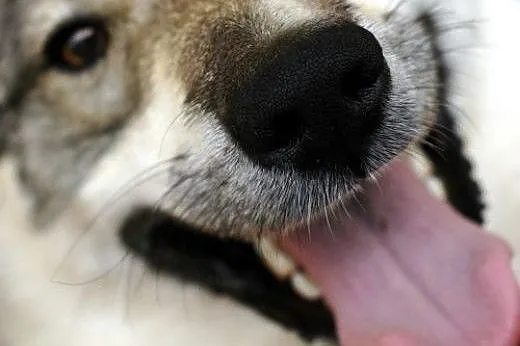 Boy - psiak w typie husky szuka kochającego domu, 