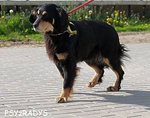 SAMSON elegancki spaniel szuka dobrego domu, warm
