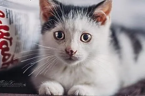 Sajgonek - cud chłopcze do pilnej adopcji!,  święt