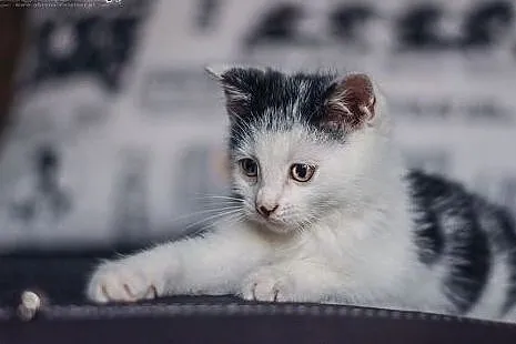 Sajgonek - cud chłopcze do pilnej adopcji!,  święt