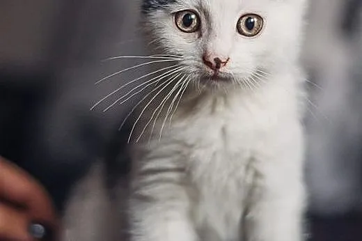 Sajgonek - cud chłopcze do pilnej adopcji!,  święt