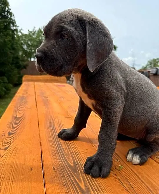 Cane corso sunia blu, Kujawsko-pomorskie, Mogilno
