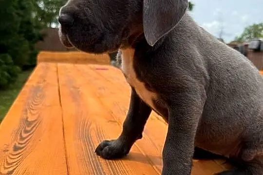 Cane corso  sunia blu, Kujawsko-pomorskie, Mogilno