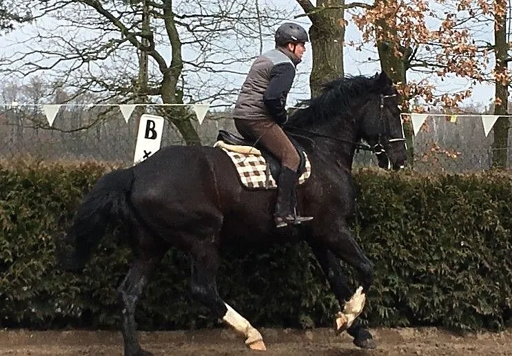 Elvento, , Tanowo