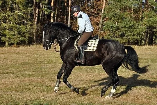 Elvento, , Tanowo