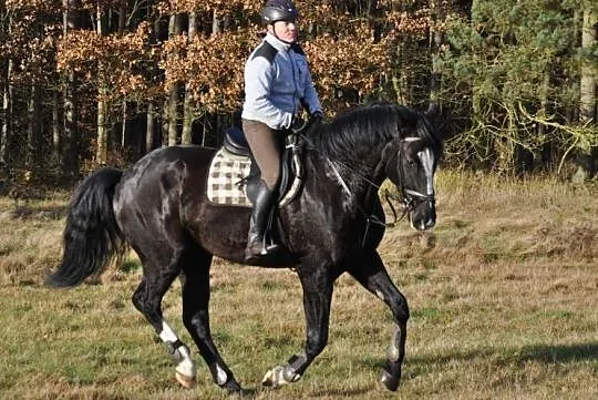 Elvento, , Tanowo