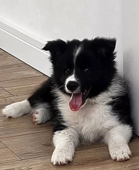 Piesek Border Collie FCI / ZKwP, Wielkopolskie, Zaniemyśl