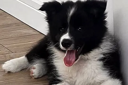 Piesek Border Collie FCI / ZKwP, Wielkopolskie, Zaniemyśl