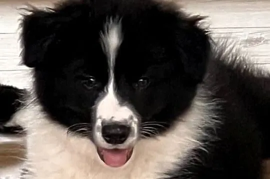 Piesek Border Collie FCI / ZKwP, Wielkopolskie, Zaniemyśl