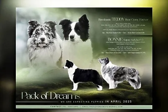 Piesek Border Collie FCI / ZKwP, Wielkopolskie, Zaniemyśl