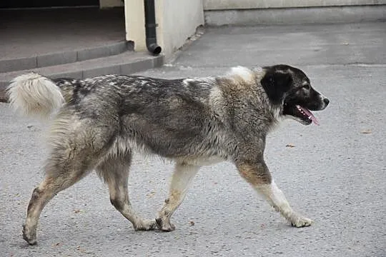 Cudna bezdomna Zoja w typie owczarka kaukaskiego c