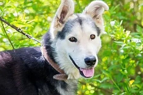 Młody, żywiołowy Max – wyjątkowy mix husky - zobacz, pokochaj.,  Kundelki cała Polska