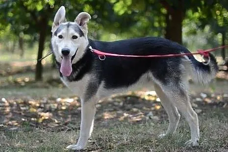 Młody, żywiołowy Max – wyjątkowy mix hus