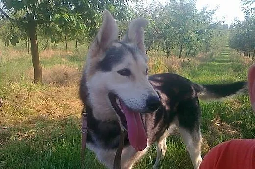 Młody, żywiołowy Max – wyjątkowy mix hus
