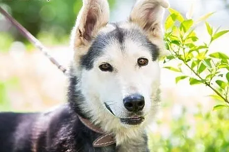 Młody, żywiołowy Max – wyjątkowy mix hus