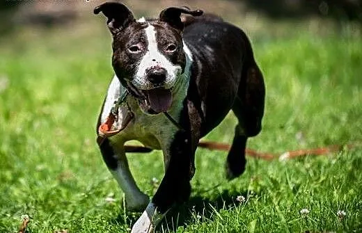 Jero - wspaniały pies typu Bullterrier szuka domu