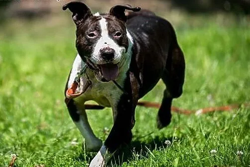 Jero - wspaniały pies typu Bullterrier szuka domu 